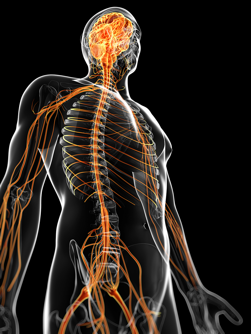 Nervous System Wang Acupuncture Clinic